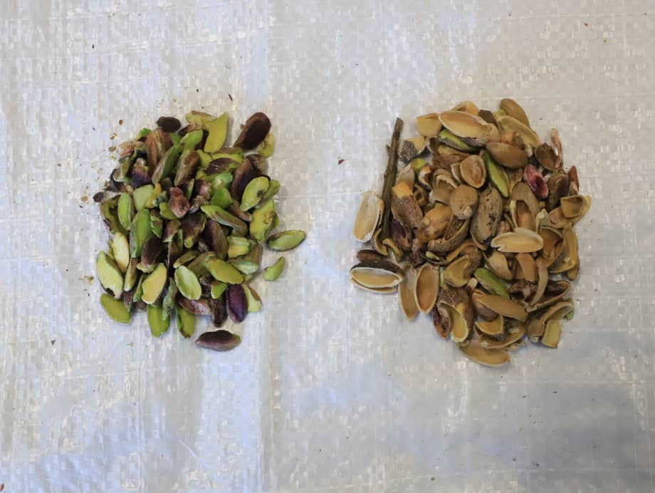 Antep Fıstığı Kırma
