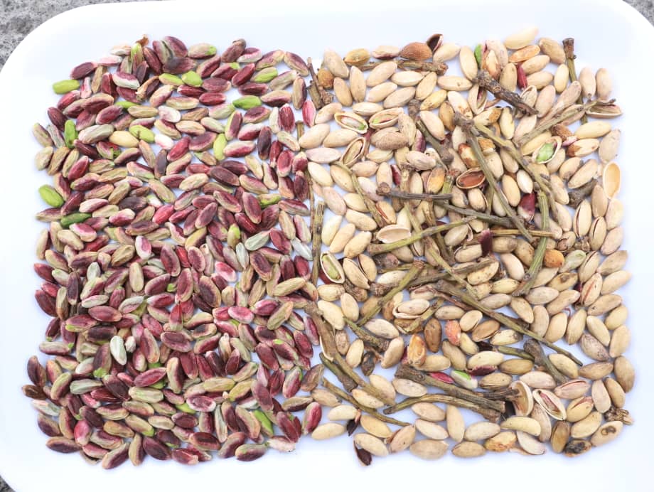 Antep Fıstığı Kırma